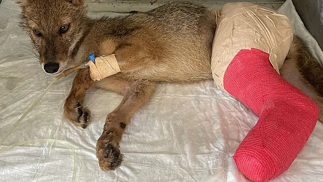 Samsun'da araç çarpması sonucu yaralanan çakal, tedavi edildi