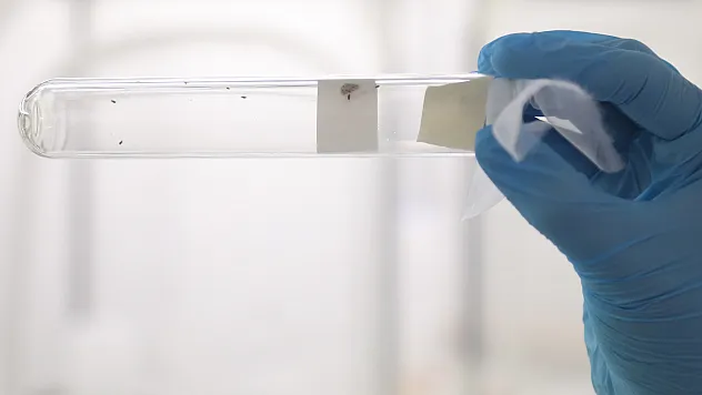 Samuray arıları kahverengi kokarca zararlısı ile mücadeleye başladı