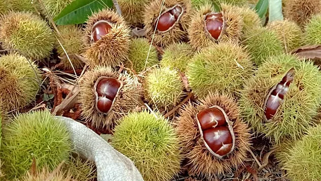 Kestane hasadına başlandı