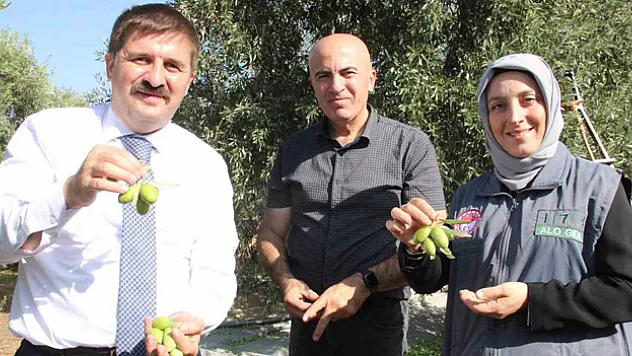 Türkiye'nin en kaliteli zeytininin üretildiği Karaman'da hasat başladı