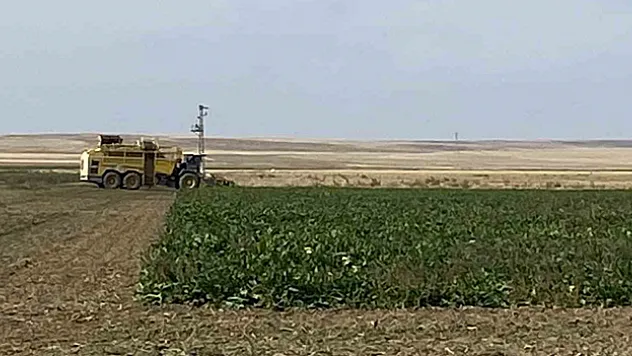 Kulu'da pancar hasadı başladı