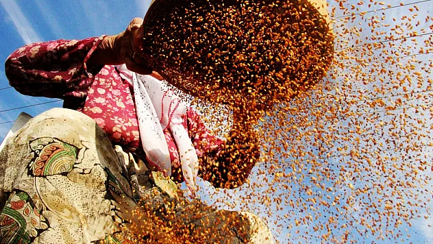 Altın susam hasadı başladı