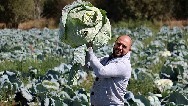 Ata tohumundan üretilen dev lahanaların hasadı başladı