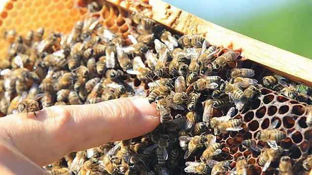 Çam balı için ihtiyaç duyulan nemli ortamın oluştuğu Muğla'da rekoltenin artması bekleniyor