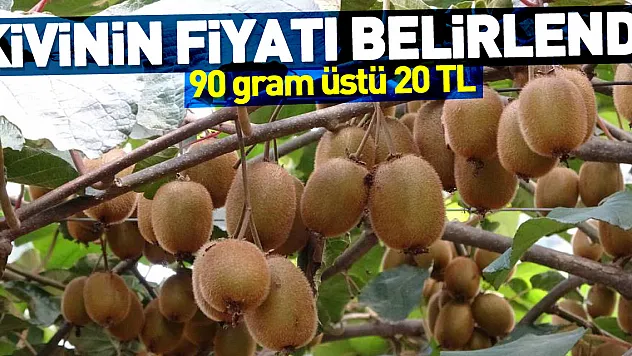Ordu kivisinin fiyatı belirlendi: 90 gram üstü 20 TL