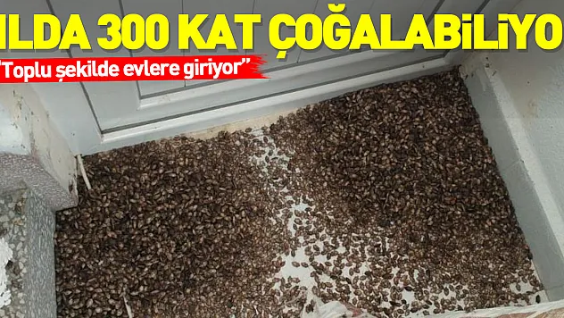 Yılda 300 kat çoğalabiliyor: Kahverengi kokarcalar, Ordu'da toplu şekilde evlere giriyor