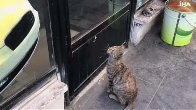 Taksi durağının maskotu 'Pilli' mama diye kapıya dayanınca ortaya sıcak görüntüler çıktı