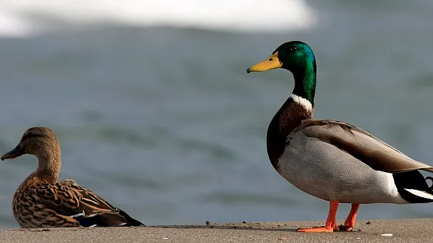 yeşilbaş ördekler kızılırmakta
