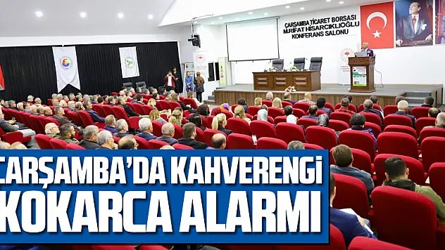 Çarşamba'da Kahverengi Kokarca Alarmı