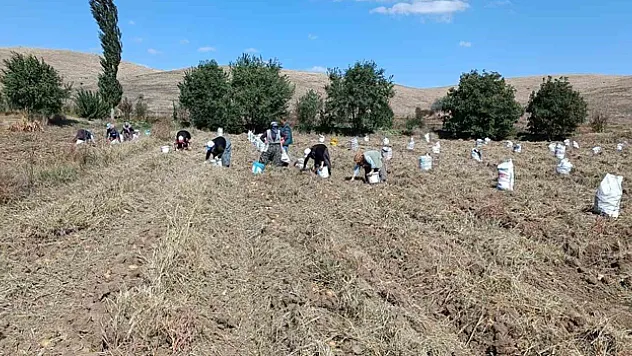 'agria' cinsi patateste hasat başladı