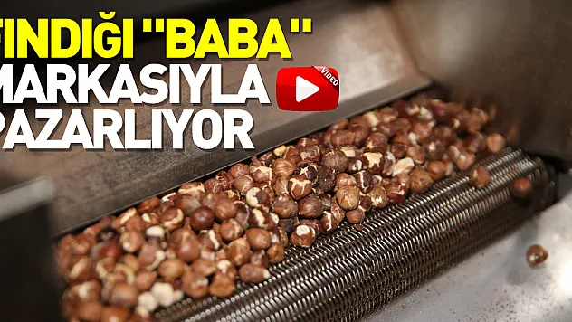 Fındığı 'Baba' markasıyla pazarlıyor