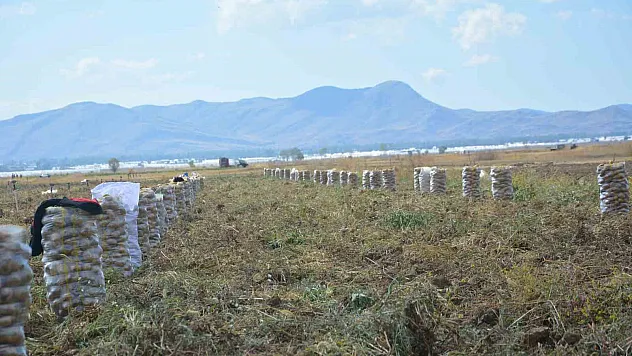 Yaylada patates hasadı sona erdi