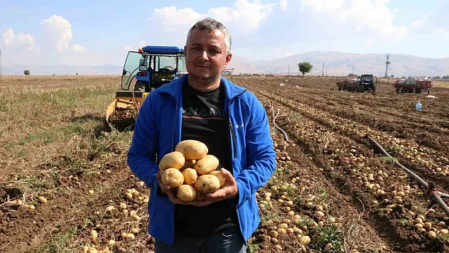 Patateste hasadın sonuna yaklaşıldı