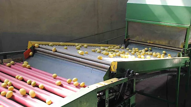 Kozan'nın limonları dünyaya açılıyor