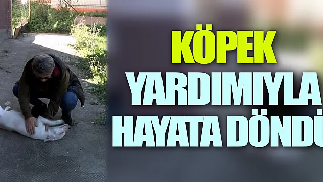 Köpek Yardımıyla hayata döndü