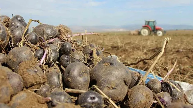Mor patatesin üretimi yayılıyor