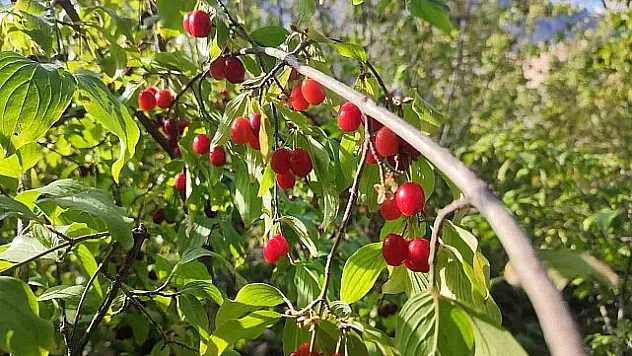Zayıflamak isteyenlere kızılcık önerisi