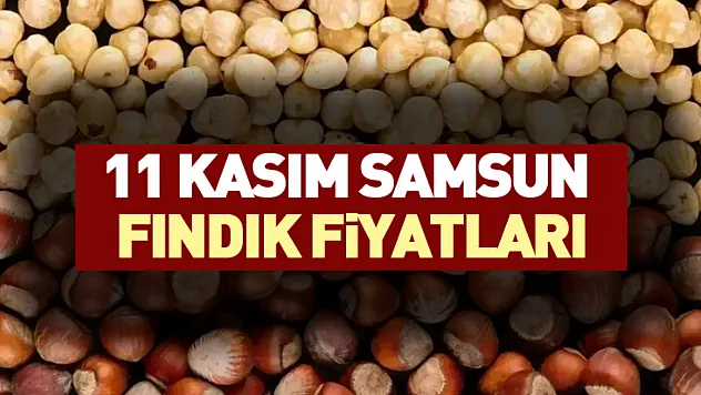 11 Kasım Samsun Fındık Fiyatları: Bugün Ne Kadar Oldu?