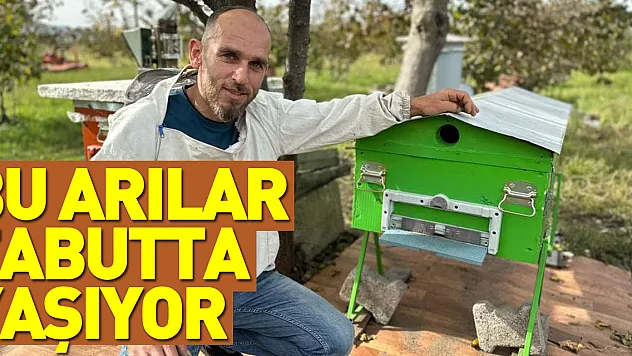 Tabutta yaşayan arılar