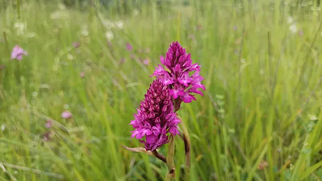 154 tür endemik bitki samsun'da