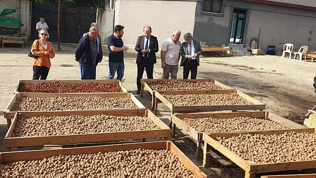 Ceviz hasadı devam ediyor