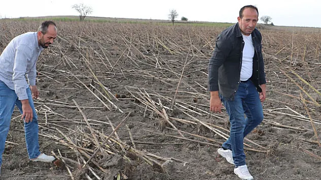 Ayçiçeği Sapları Sobada Yakılıyor