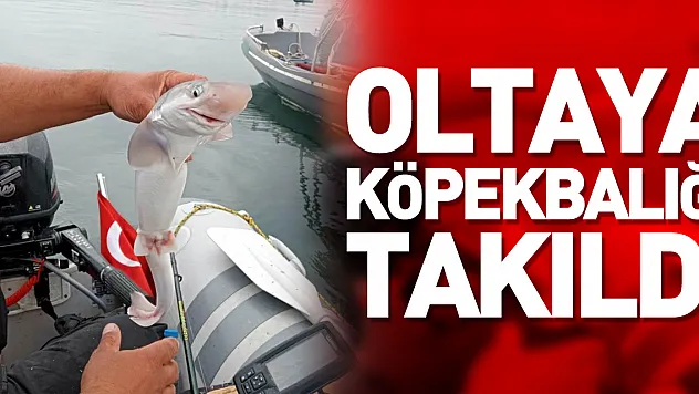 Oltaya köpekbalığı takıldı