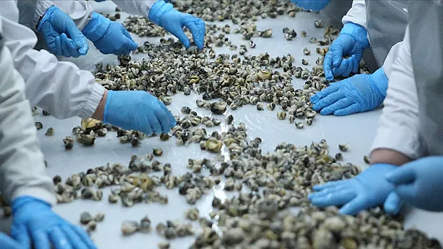 En Çok Güney Kore'ye Satıldı