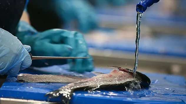 balık üreticisine uluslararası yatırım