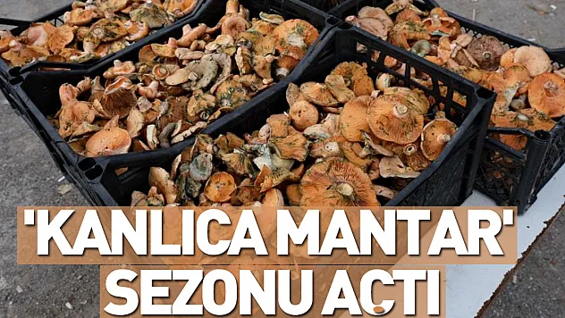 'Kanlıca mantar' sezonu açtı