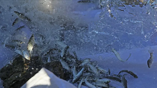 200 bin levrek yavrusu denize bırakıldı