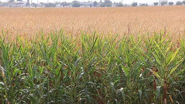 GAP ile topraklar bereketlendi