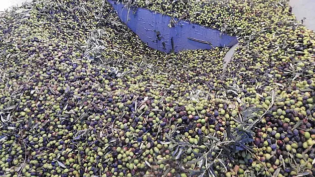 Zeytinde Rekolte Düşük olacak