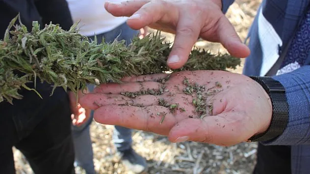 'narlı' türü kenevirin tohum hasadı yapıldı