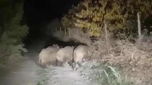 Domuzlar Üreticiyi Perişan Etti