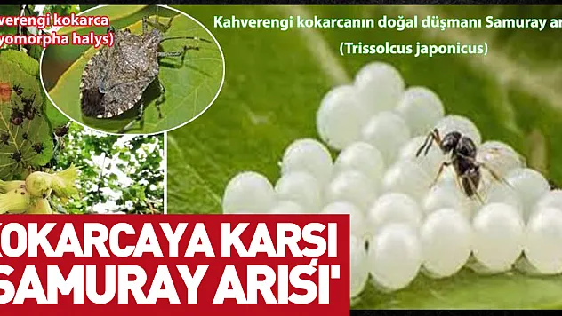 kokarcaya karşı 'samuray arısı'