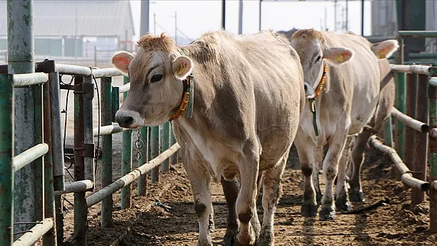 Depremzede damızlık sığır desteği