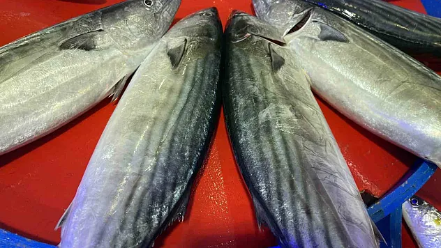 Palamut Kendini Gösterdi