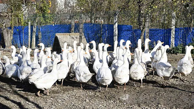 Yöresel tat 'tirit' için kaz yetiştiriyorlar