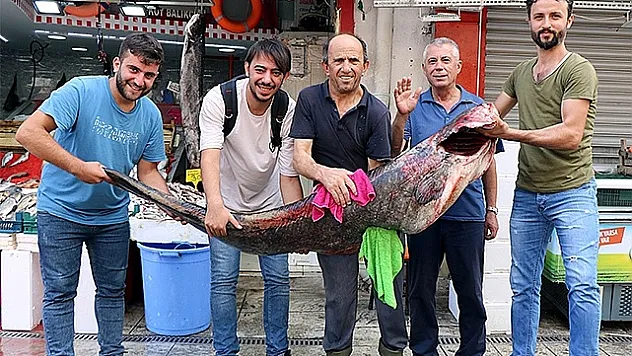 Samsun'da 33 kilogramlık yayın balığı
