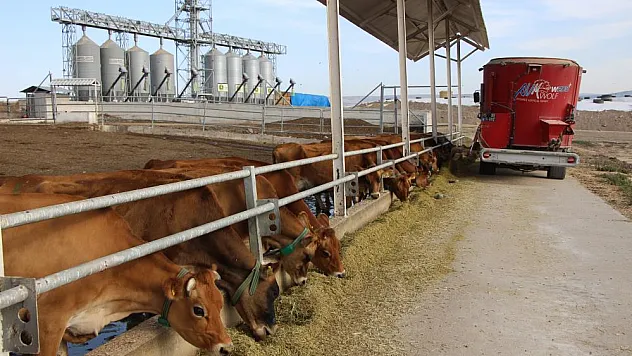 Gökhöyük'ün 'süt makinesi' jersey inekleri