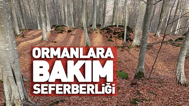 Ormanlara bakım seferberliği