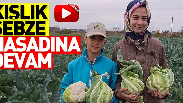 Kışlık sebze hasadına devam