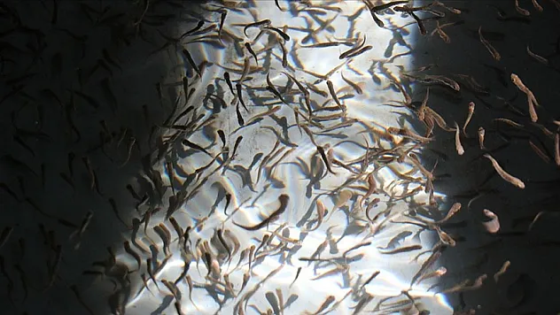 Erzincan'da balıkçılık yaygınlaşıyor