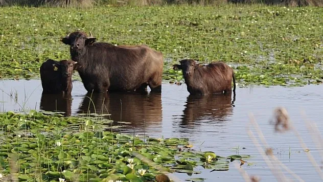 Bu proje ile süt ve manda artık daha verimli olacak