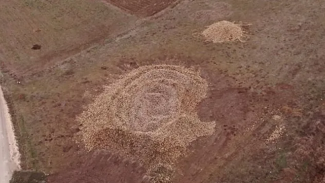 Şeker pancarları tarlada satılmayı bekliyor