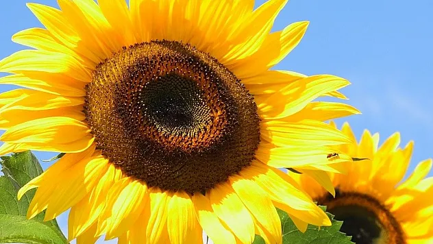 KARADENİZBİRLİK üreticilere ne kadar ödeme yaptı