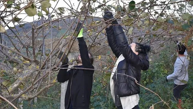 Öğrencilerden kivi Hasadı