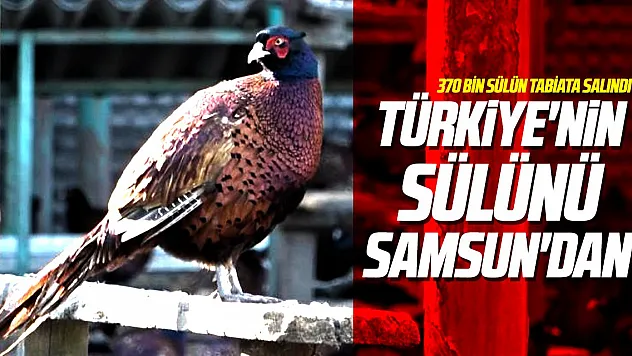 Türkiye'nin sülünü Samsun'dan