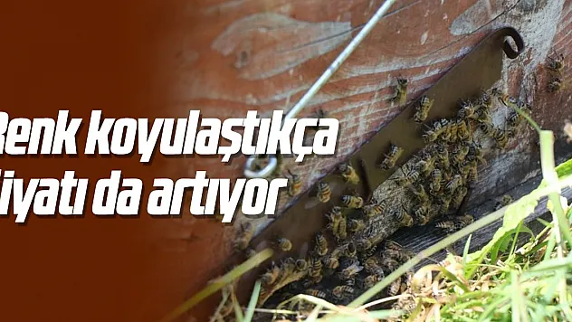 Kestane balında renk koyulaştıkça fiyatı da artıyor